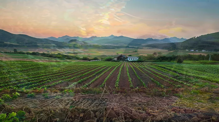 개인회생면책결정